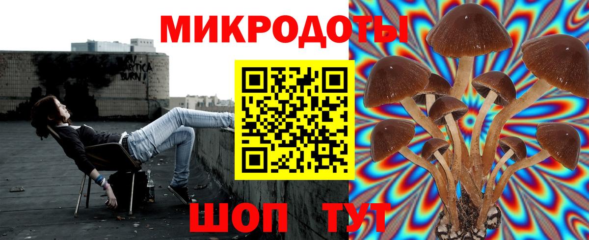 Галлюциногенные грибы Psilocybe Медногорск